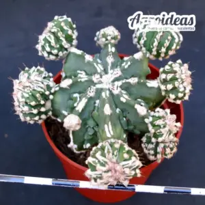 Astrophytum "Hakujo & Huboki"