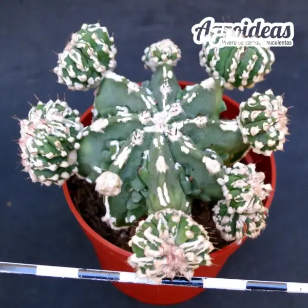 Astrophytum "Hakujo & Huboki"