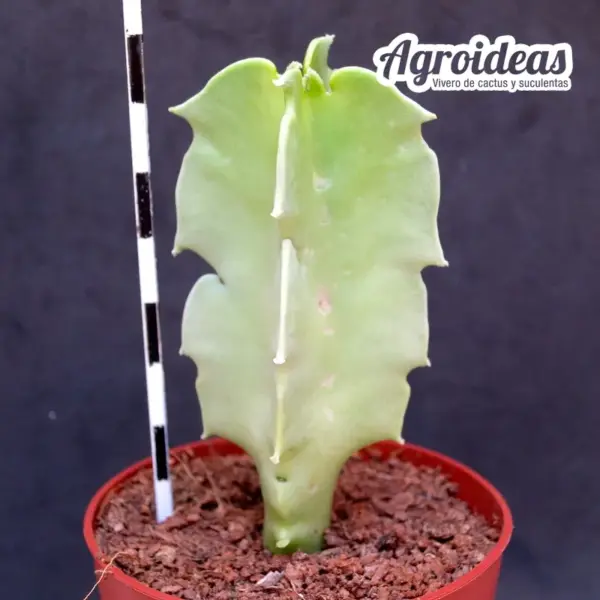 Caralluma acutangula - Imagen 2