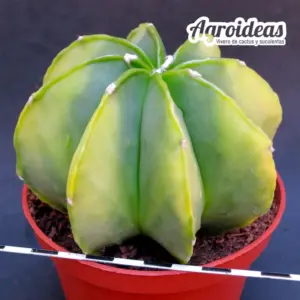 Astrophytum multicostatum var. nudum "Selección"