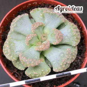 Titanopsis calcarea
