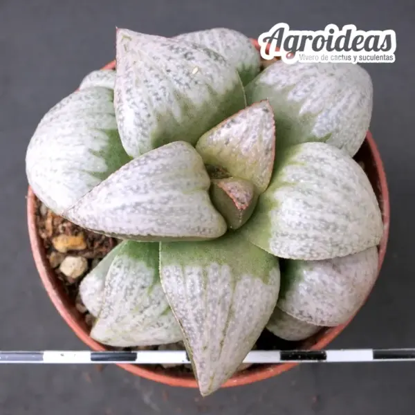 Haworthia picta "White selection" - Imagen 2