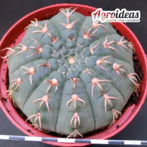 Gymnocalycium X triacanthum fr. tortuosa «Ex. Agroideas» Ejemplar MØ-11cm