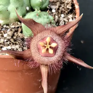 Duvalia corderoyi