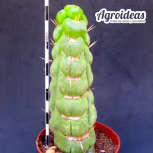 Eulychnia castanea "varispiralis"