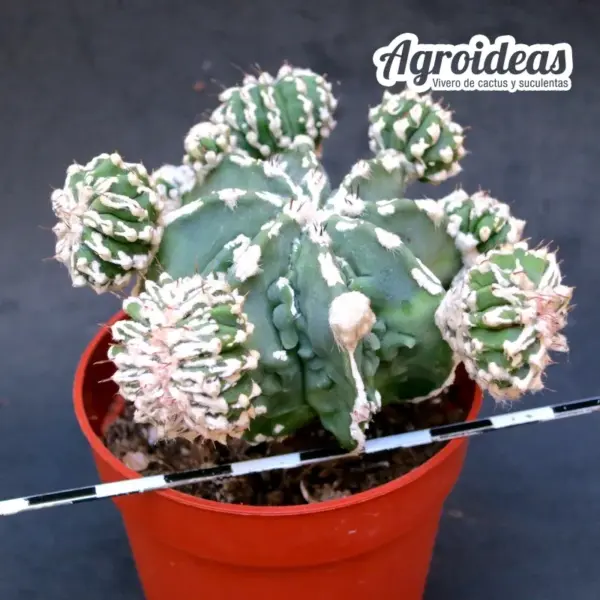 Astrophytum "Hakujo & Huboki" - Imagen 2