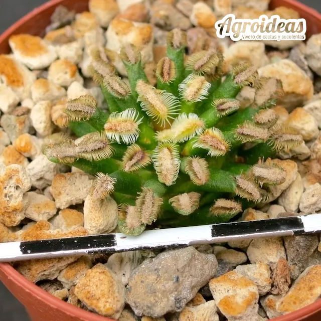 Mammillaria bertholdii