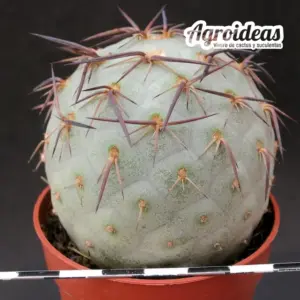 Tephrocactus geometricus "giant fr"