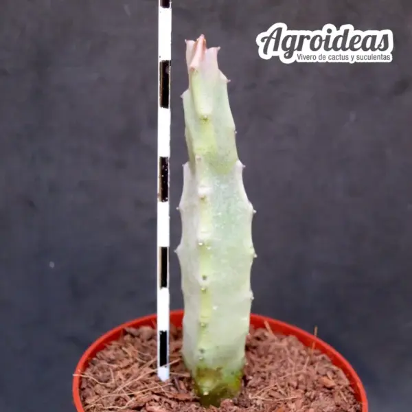 Caralluma burchardii - Imagen 2