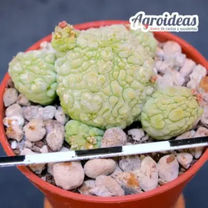 Pseudolithos migiurtinus X dodsonianus