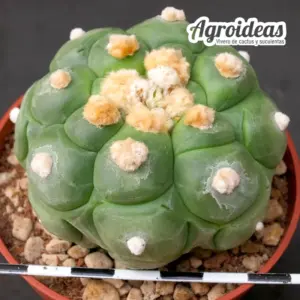 Astrophytum asterias var. nudum fr. "Kikko Turtle"