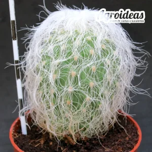 Cephalocereus senilis "AKA: Cactus Abuelo"
