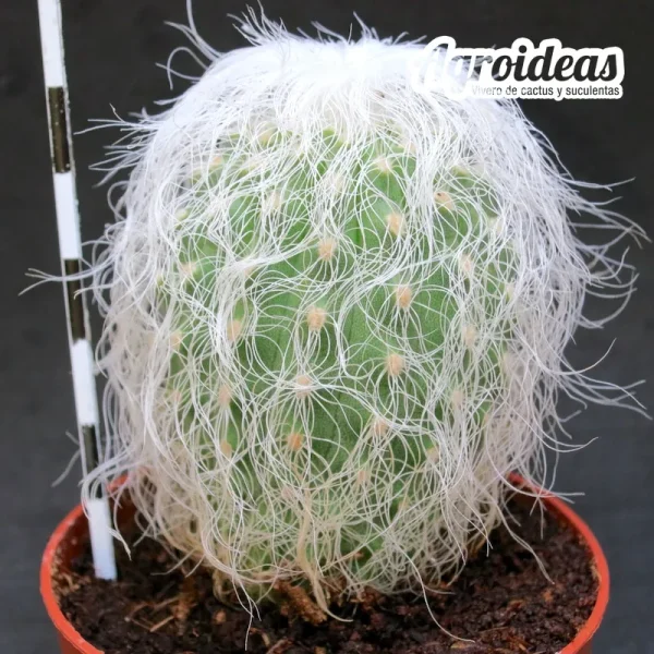 Cephalocereus senilis "AKA: Cactus Abuelo"
