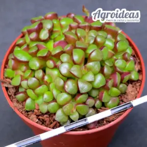 Anacampseros retusa "Caudex"