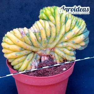 Trichocereus pachanoi «Crestado & Variegata» Gran Ejemplar AKA: San Pedro