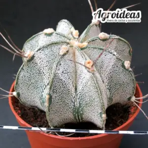 Astrophytum capricorne var. niveum «Ejemplar» MØ-11cm