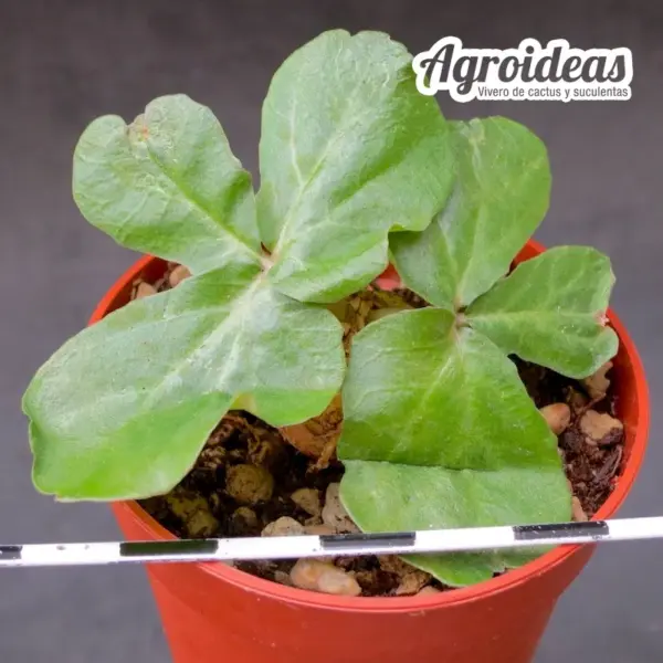 Dorstenia barnimiana "N. of Marsabi" - Imagen 2