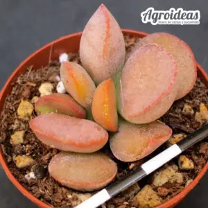 Adromischus hallii "Avios MT" X herrei "Red Coral"