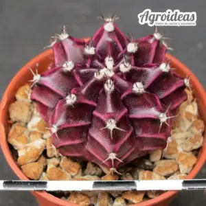 Gymnocalycium "T-Rex"