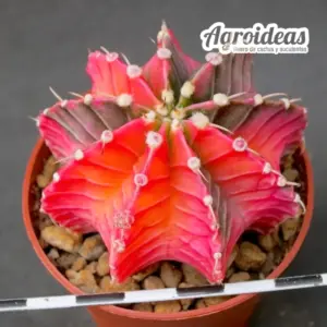 Gymnocalycium X aguadulce "Pink Variegata"