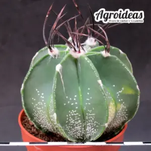 Astrophytum capricorne cv. "Buffalo"
