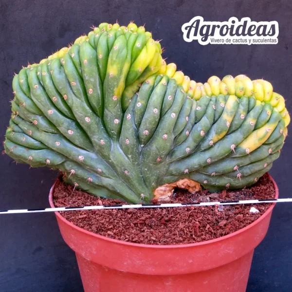 Trichocereus pachanoi «Crestado & Variegata» Gran Ejemplar AKA: San Pedro - Imagen 2