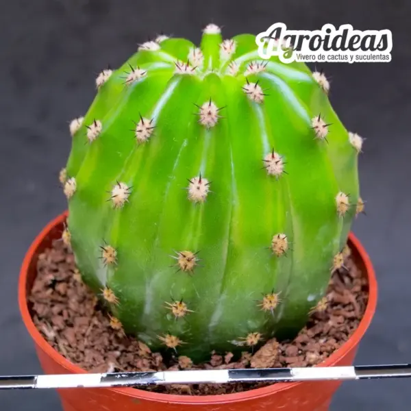 Echinopsis cv. "Papageno" - Imagen 2