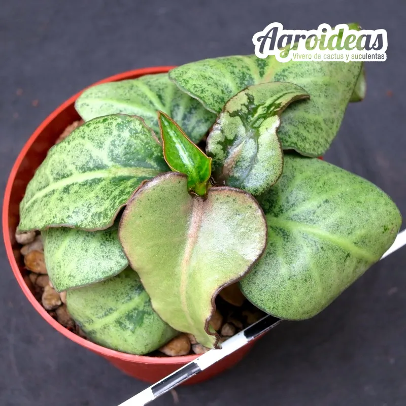 Euphorbia X francoisii crassicaulis var. rubrifolia