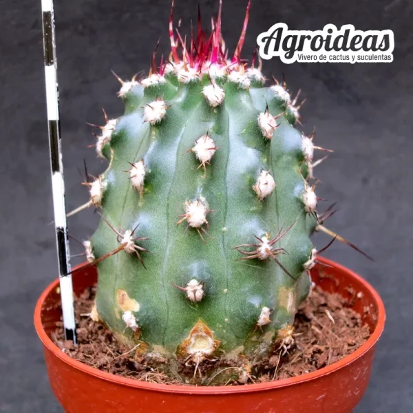 Echinocereus davisii X amoenus - Imagen 2