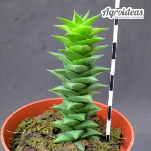 Astroloba spiralis ssp. foliolosa M-8,5 cm