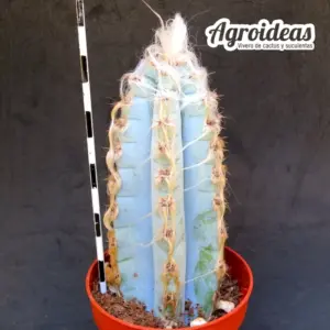 Pilosocereus glaucescens