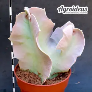 Caralluma russeliana MØ-8,5cm