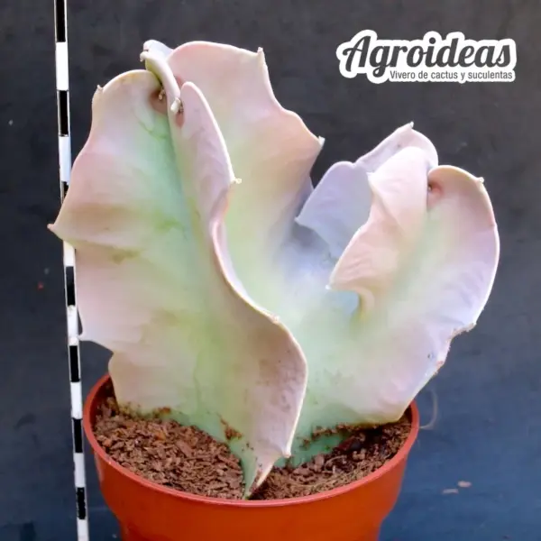 Caralluma russeliana MØ-8,5cm