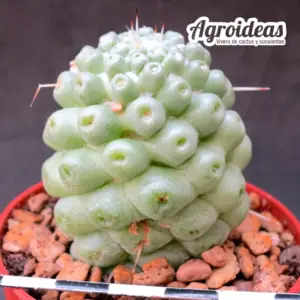 Mammillaria schumannii "Inermis"