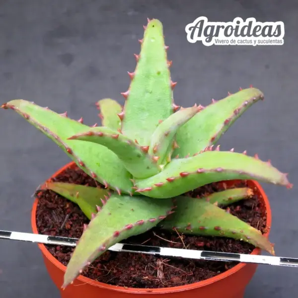 Aloe castiilloniae - Imagen 2