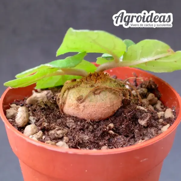 Dorstenia barnimiana "N. of Marsabi" - Imagen 3