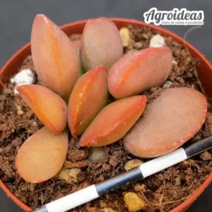 Adromischus hallii "Avios MT" X herrei "Red Coral"