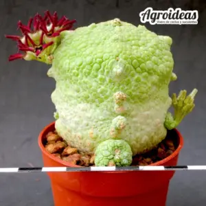 Pseudolithos migiurtinus X cubiformis "Gran Ejemplar"