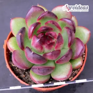 Echeveria "Black Tiger"