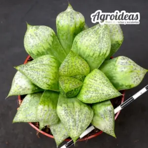 Haworthia picta IB533