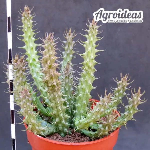 Stapelianthus decaryi - Imagen 2