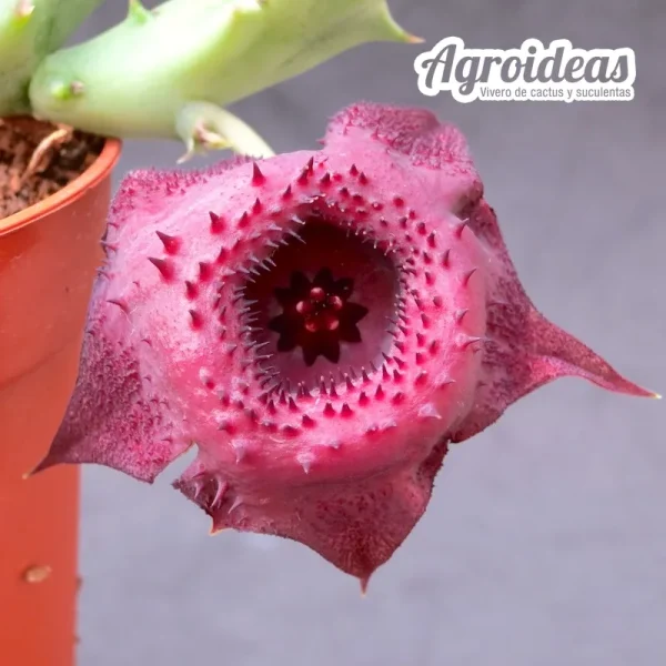 Huernia "Red Devil" AKA: "Donuts Rojo del Diablo" - Imagen 2