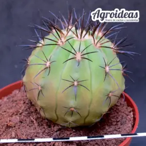 Copiapoa híbrida sp. "Ejemplar M-11 cm"