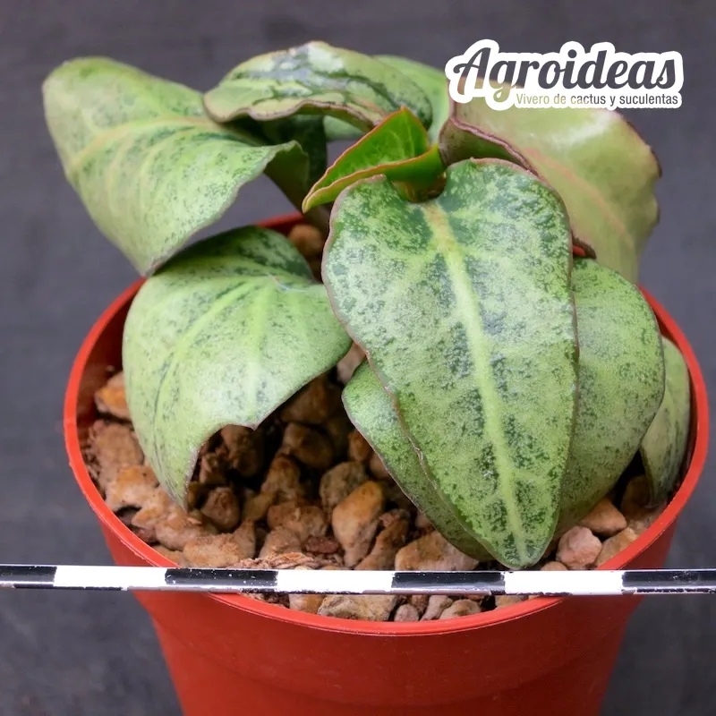 Euphorbia X francoisii crassicaulis var. rubrifolia - Imagen 2