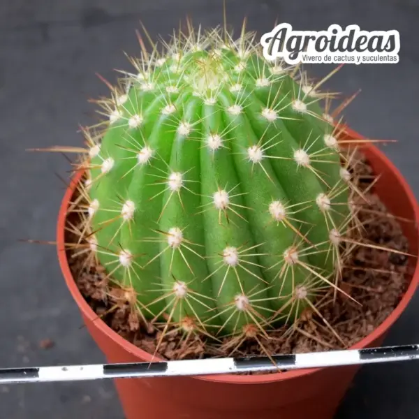 Trichocereus "Apricot Glow" - Imagen 3