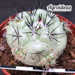 Ortegocactus macdougallii