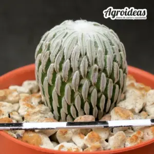 Pelecyphora aselliformis