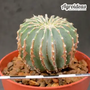 Geohintonia mexicana "MØ 6,5 cm"