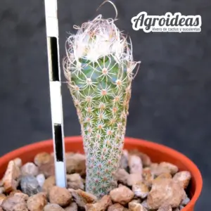 Turbinicarpus krainzianus var. minimus