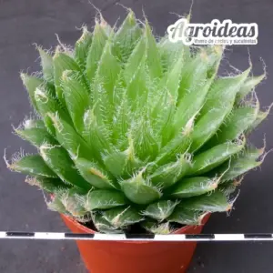 Haworthia semiviva CG2842S "Ejemplar"